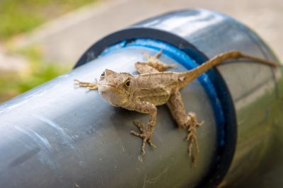 Lizard Removal
