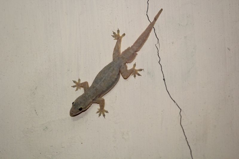 Lizard Removal