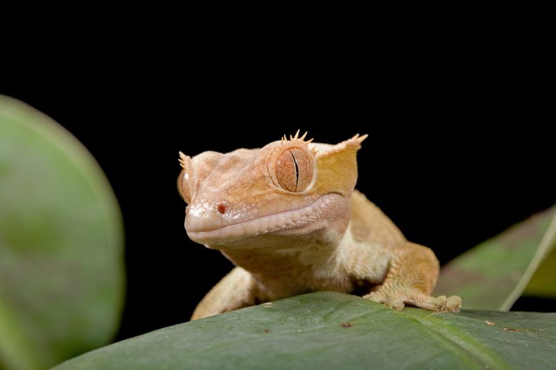 Lizard Removal