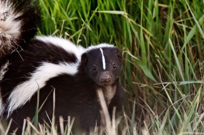 Skunk Encounters